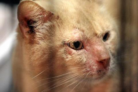 Pneumonia Kitty