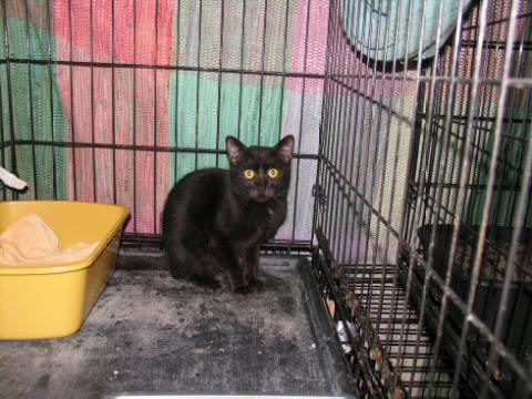Amber eyed black cat