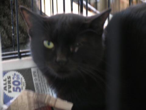 Black Cat With A Healing Scratch Under His Left Eye
