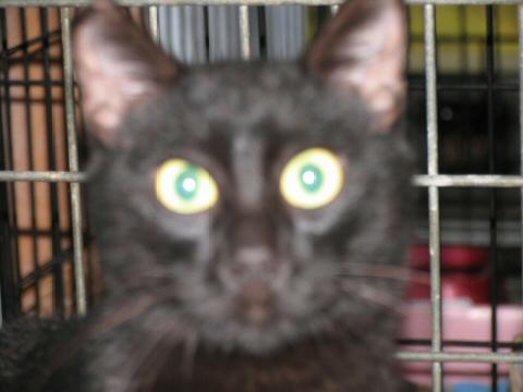 Big eyes close-up