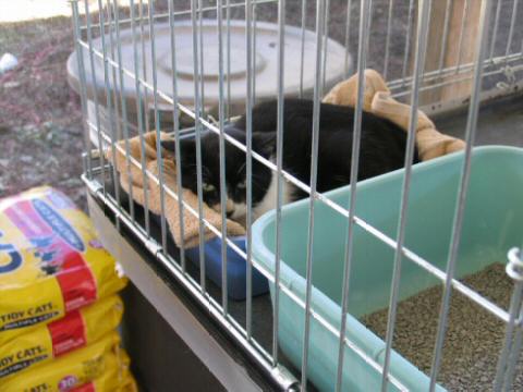 Black and White scared cat