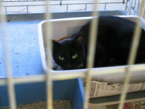 blackmadcat