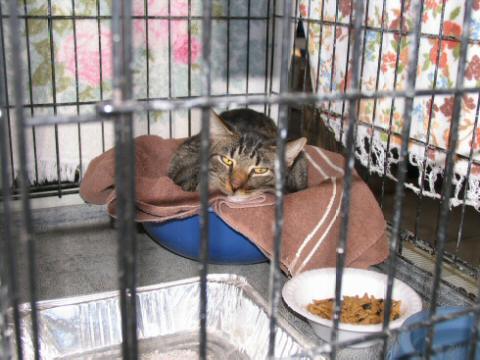 Brown Tabby with Amber Eyes