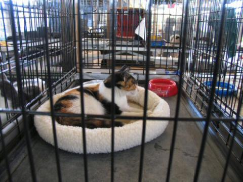 Calico beauty