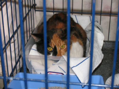 Calico