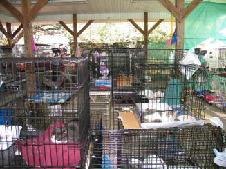 The Cattery