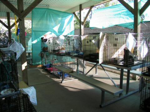 The Feral Row early on in the Cattery