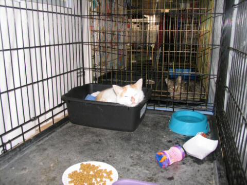Charger fnally figured out the cat bed and loves it.