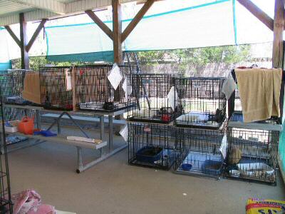 Early Cattery Feral Row