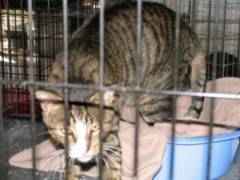 Grey and White Tabby