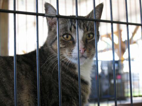 Grey and White Tabby
