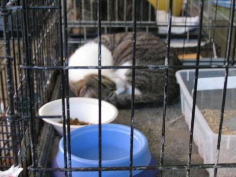 Grey and mostly White Tabby