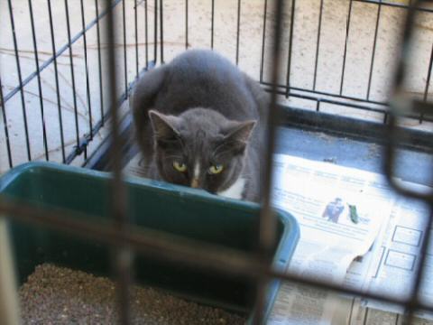 A very mad Grey and White cat.