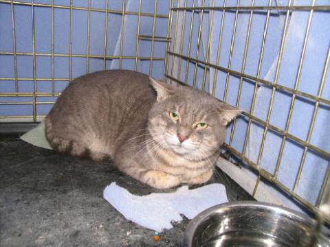 Grey Cat