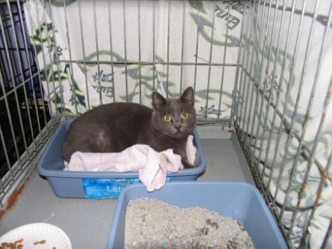 Grey cat with the loudest Meow we have heard yet.