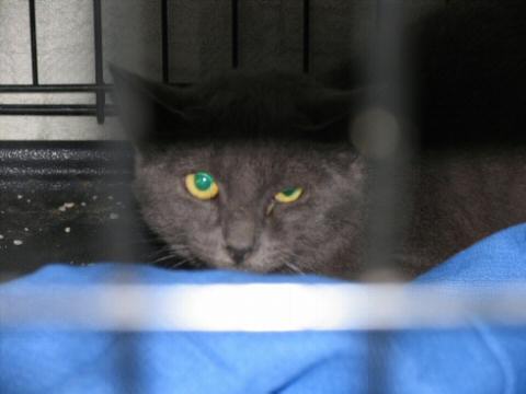 Very mad Grey male cat