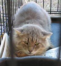 This is the cat we called the Grey Meanie.