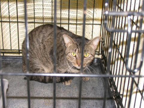 Grey Tabby
