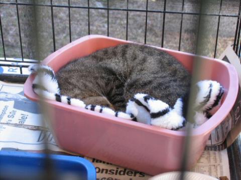 Sleeping Grey Tabby