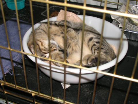 Snuggly Grey Tabby