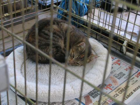 Grey Tabby with some orange