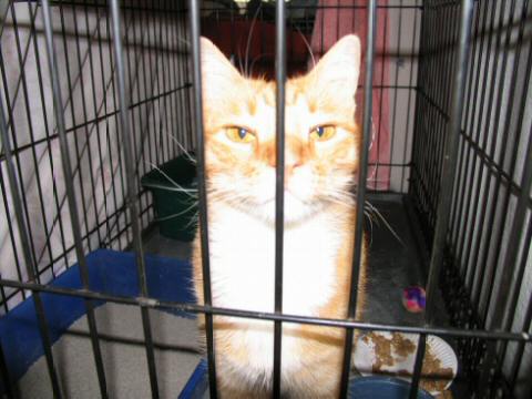 LARGE Orange and White Tom who is very friendly