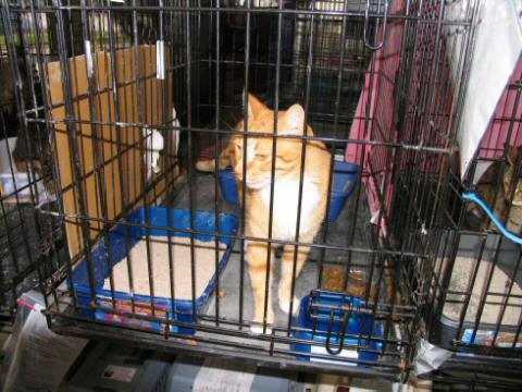 Large Orange and White tom