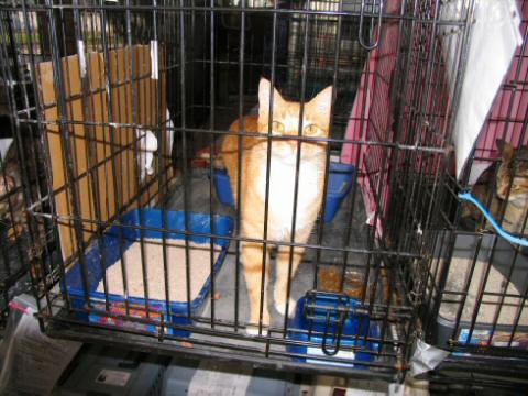 Large Orange and White Tom