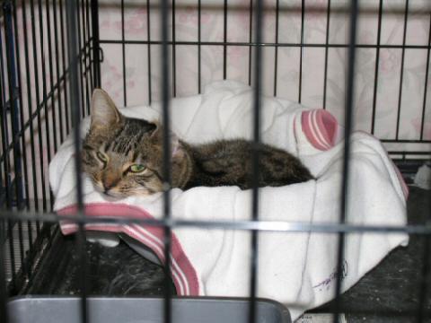 Lazy Grey and White Tabby