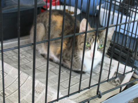 Muted Calico