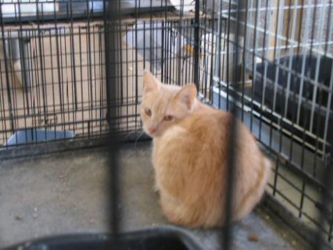 Muted Orange and White Cat