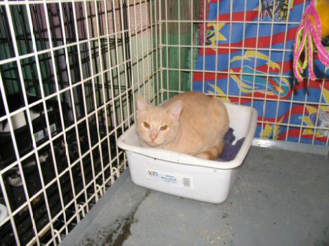 Muted Orange and White Tabby