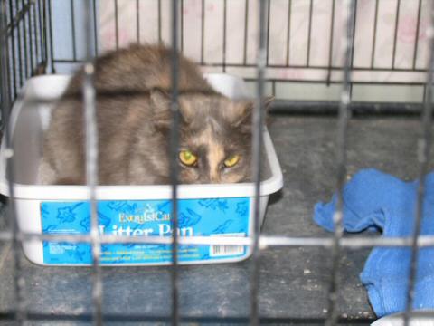 Muted Tortie