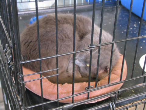 Muted Tortie trying to sleep