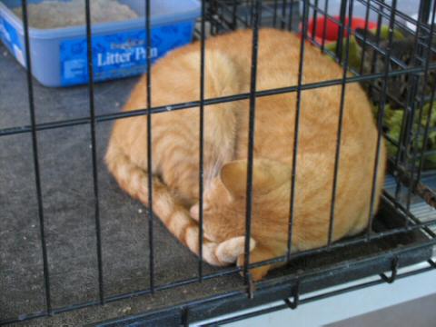 Orange and White Tabby ball.