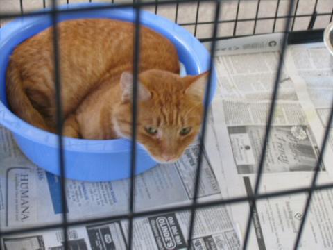 Orange and White Tabby