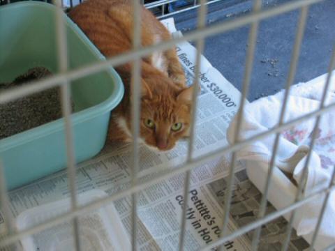 A very cautious Orange and White Tabby