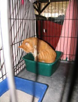 Orange and White Tabby trying to stay clean.