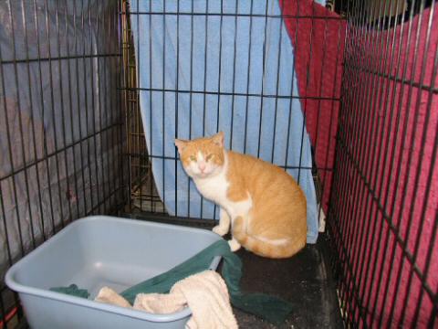 Orange and White Tabby