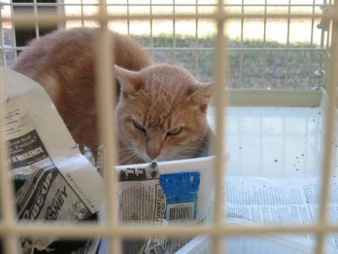 Orange and White Tabby who is very mad at this moment