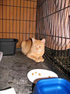 Orange and White Tabby