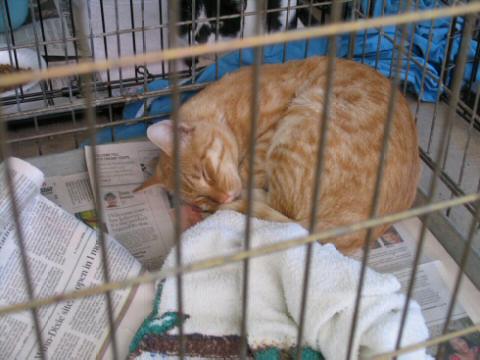 Orange and White Tabby who is sleeping
