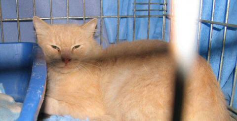 Muted Orange and White Tabby