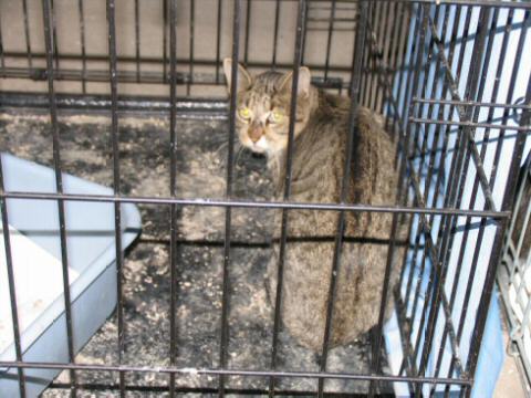 A scared Grey/Brown Tabby