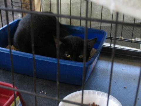 Scared Black cat