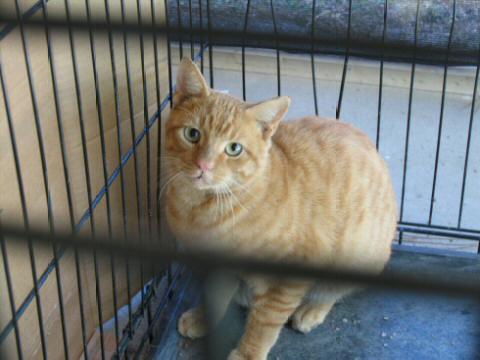 Scaredy Cat - Orange and White Tabby