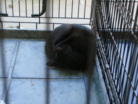 Sleeping Black Cat