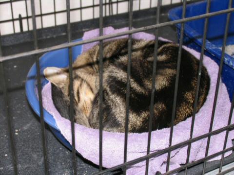 Sleeping Dark Tabby