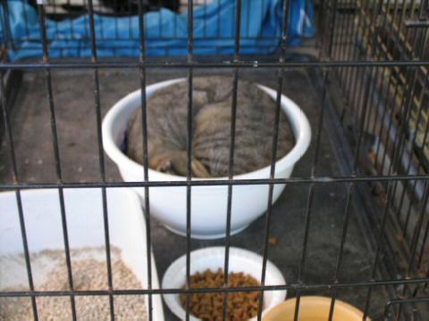 Sleeping Grey Tabby