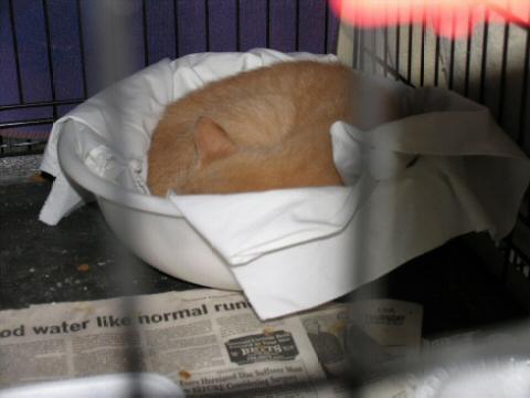 Sleeping Orange and White Tabby